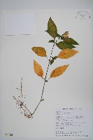 臺灣明萼草藏品圖，第1張