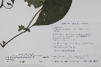 臺灣馬藍藏品圖，第2張