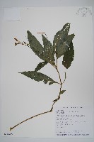 尼氏擬馬偕花藏品圖，第1張