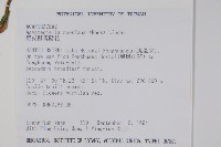 尼氏擬馬偕花藏品圖，第2張