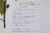 硬齒獼猴桃藏品圖，第2張
