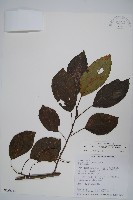 硬齒獼猴桃藏品圖，第1張