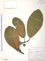 豬母乳、水同木藏品圖，第1張