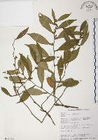 柚葉藤藏品圖，第1張