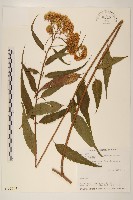 塔山澤蘭藏品圖，第1張