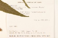 塔山澤蘭藏品圖，第2張