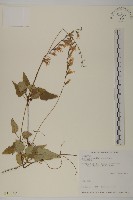 阿里山鬼督郵藏品圖，第1張