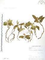 高節沿階草、廣東沿階草藏品圖，第1張