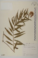 臺灣馬蘭藏品圖，第1張