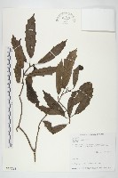 桃葉珊瑚藏品圖，第1張