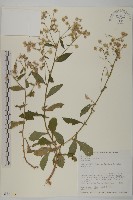 裂葉艾納香藏品圖，第1張