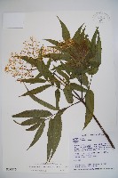 冇骨消藏品圖，第1張