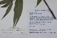 冇骨消藏品圖，第2張