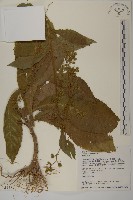 薄葉艾納香藏品圖，第1張