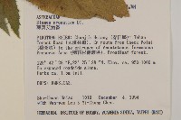 薄葉艾納香藏品圖，第2張