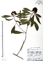 七里香、台灣海桐藏品圖，第1張