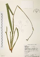 桔梗蘭藏品圖，第1張