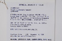 臺灣明萼草藏品圖，第2張