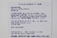 紫花鳳仙花藏品圖，第2張