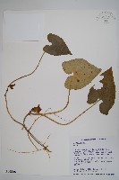 登錄號:S016585藏品圖，第1張