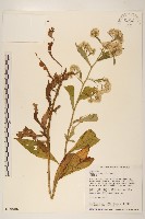 白頂飛蓬藏品圖，第1張