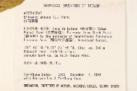 白頂飛蓬藏品圖，第2張