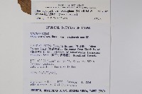 羅氏鹽膚木藏品圖，第2張