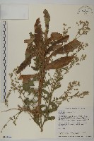 裂葉艾納香藏品圖，第1張