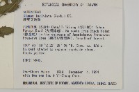 裂葉艾納香藏品圖，第2張