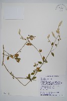 蔓雞冠、絹毛莧藏品圖，第1張