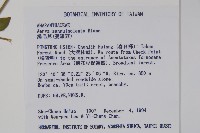 蔓雞冠、絹毛莧藏品圖，第2張