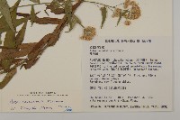 臺灣馬蘭藏品圖，第2張
