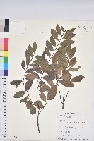 土密樹藏品圖，第1張