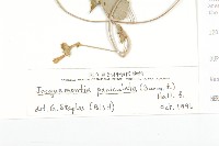 娥房藤藏品圖，第3張