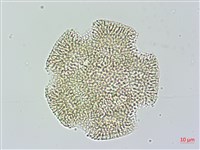 娥房藤藏品圖，第2張