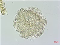 娥房藤藏品圖，第3張