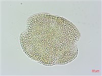 娥房藤藏品圖，第4張