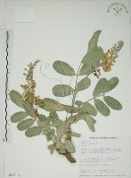 毛苦參藏品圖，第1張