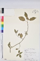 猩猩草藏品圖，第1張