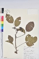 茄苳、重陽木藏品圖，第1張