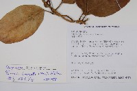 爬森藤藏品圖，第2張