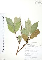 對葉榕藏品圖，第1張