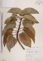 蘭嶼蘋婆藏品圖，第1張