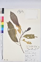 假鐵莧藏品圖，第1張