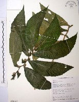 食用樓梯草藏品圖，第1張