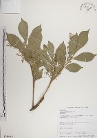 蘭嶼樹蘭藏品圖，第1張