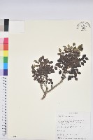 紅仔珠藏品圖，第1張