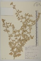 馬氏濱藜藏品圖，第1張