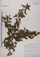 番杏藏品圖，第1張