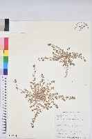 新竹地錦藏品圖，第1張